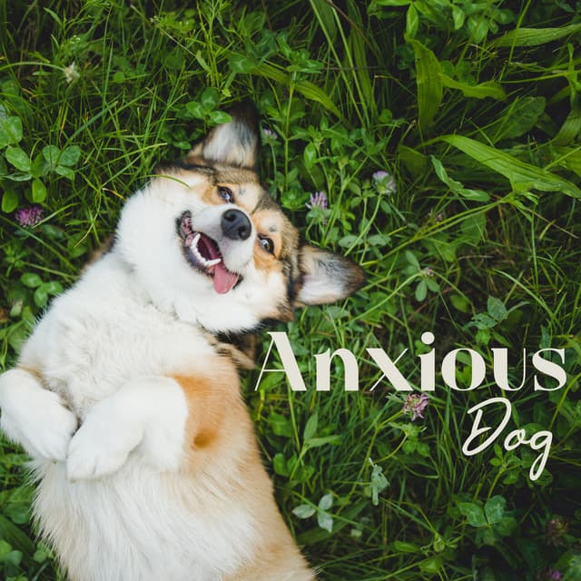Anxious Dog - Ann Matia