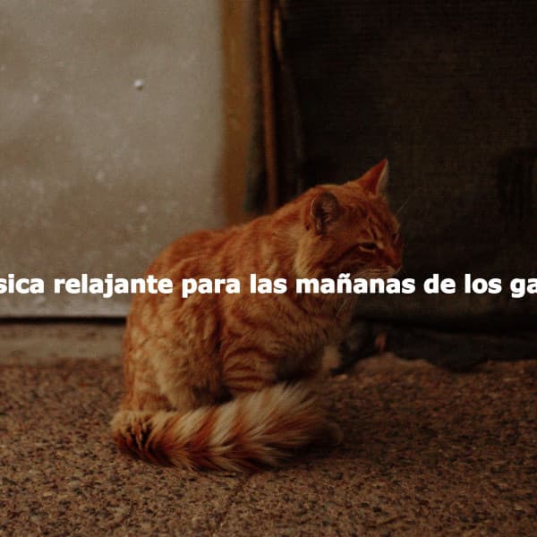 Música relajante para las mañanas de los gatos - No Words Jazz