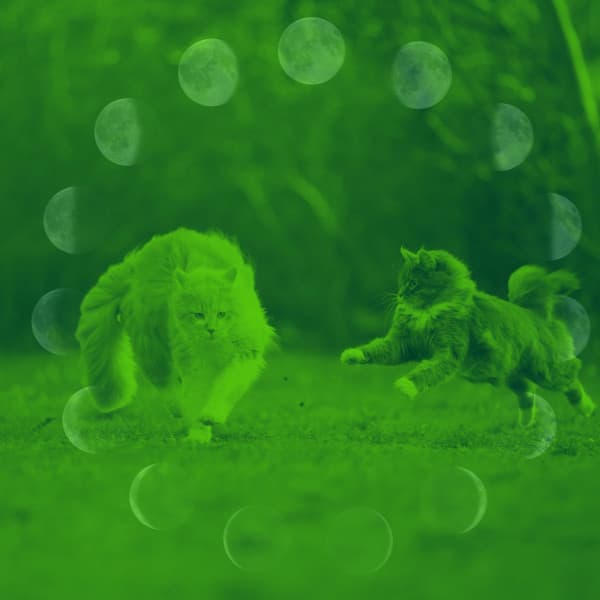 Warm Bgm for Comfortable with Cats - Music for Resting Cats