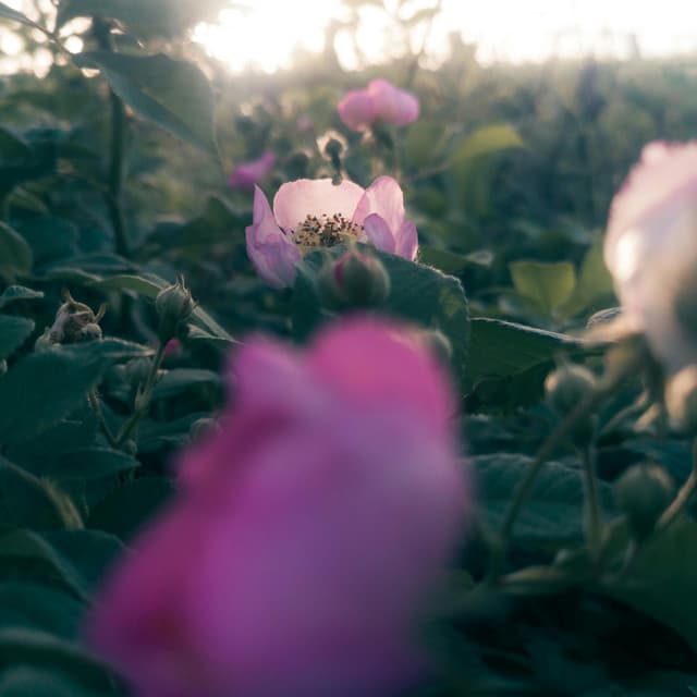 1 Lullaby Nebula: Stars On The Horizon - Calm Music