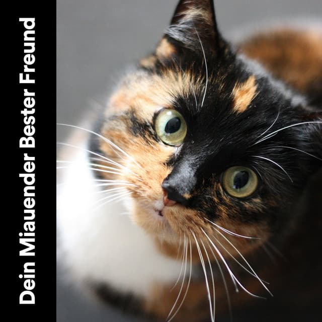 Dein Miauender Bester Freund - Katzenmusik