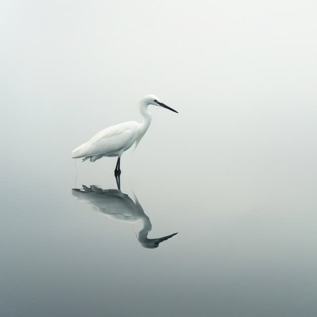 Aves En El Arroyo Binaural: Se Despliegan Los Ritmos De La Naturaleza - 80 88 Hz - Frecuencias de tierra y frecuencias de 432 Hz