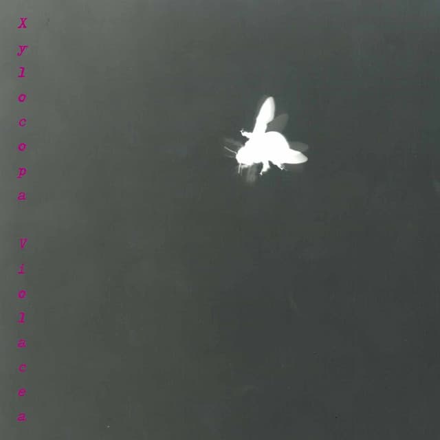 Ronchetti: Xylocopa Violacea - Lucia Ronchetti