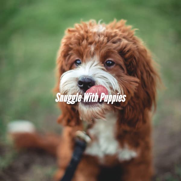 Snuggle With Puppies - Chill Cafe Music