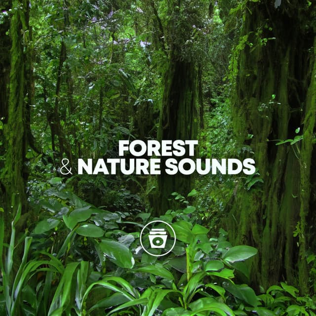Forest & Nature Sounds - Rain Sounds Sleep