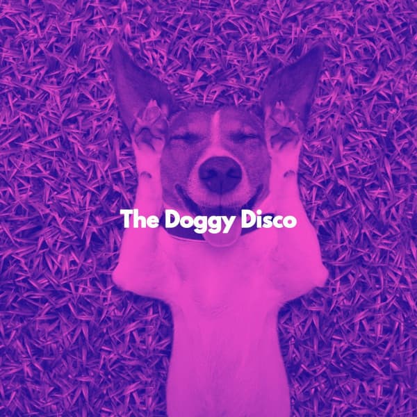 The Doggy Disco - Luxury Hotel Music