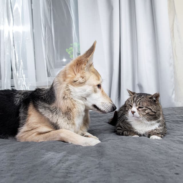 Gentle Waterfall Harmony for Pets with Chill Sound - Water FX