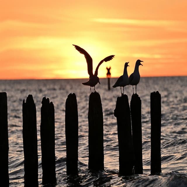 Aurora Eterna - Aurora Beach