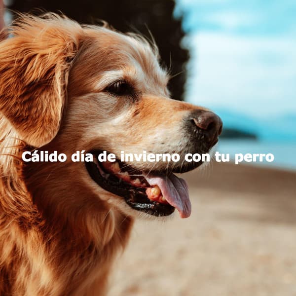 Cálido día de invierno con tu perro - Happy Instrumental Jazz