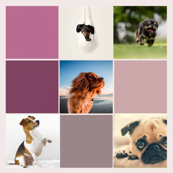 Background Music - Sleeptime for Dogs