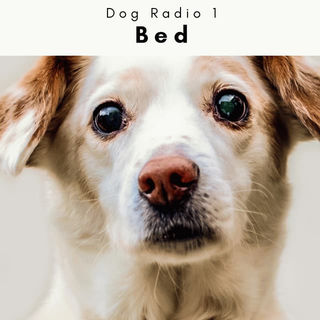 4 Paws: Bed - Dog Radio 1