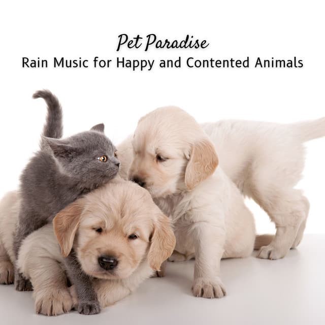 Pet Paradise: Rain Music for Happy and Contented Animals - Rain Sounds for Sleep Aid