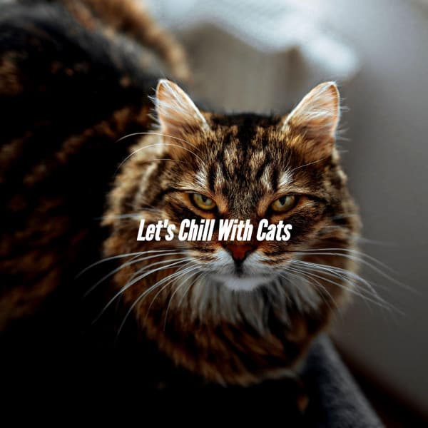 Let's Chill With Cats - Smooth Chill Playlist