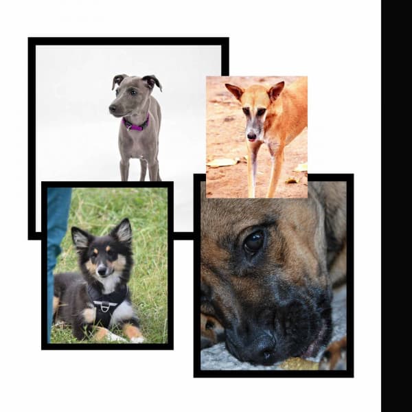 Paradise Like - Morning Walks - Songs for Dogs to Sleep To