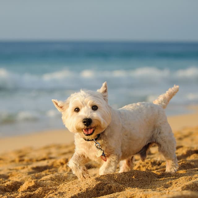 Canine Chill: Lofi for Dogs - Lo-fi Pop Sounds