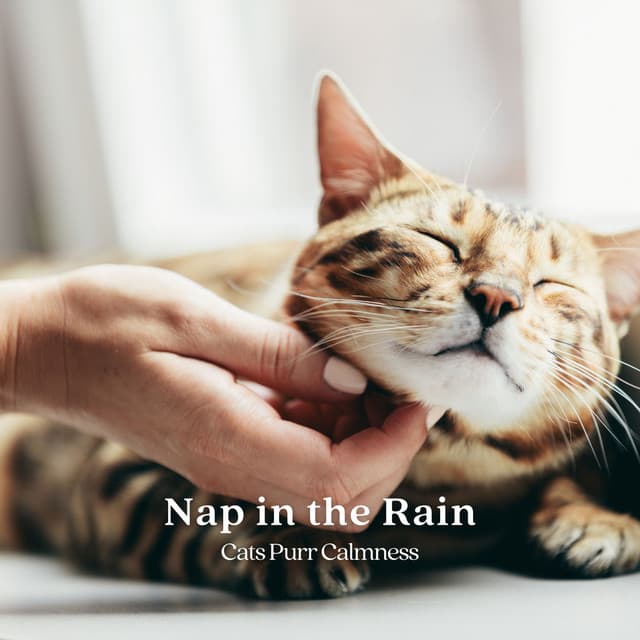 Nap in the Rain: Cats Purr Calmness - Effectum