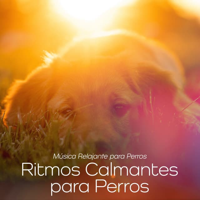 Ritmos Calmantes para Perros - Música Relajante para Perros