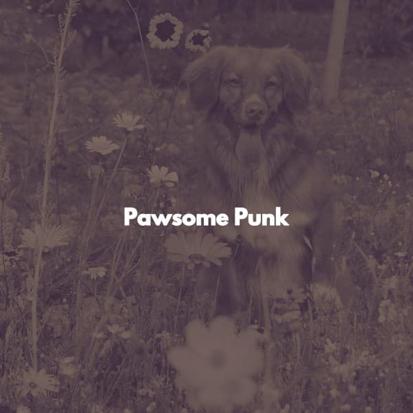 Pawsome Punk - Musica per Studiare