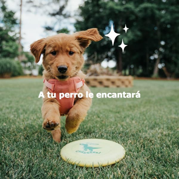 A tu perro le encantará - #Pianoclassico