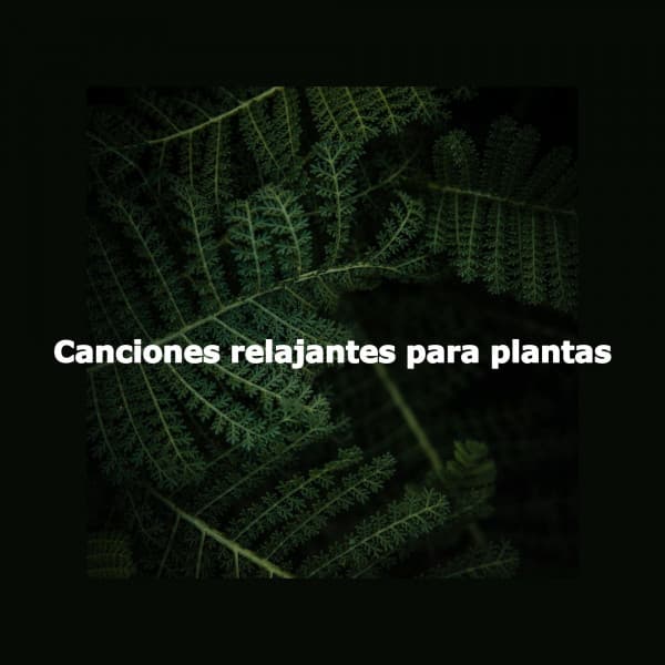 Canciones relajantes para plantas - Sunday Morning Music