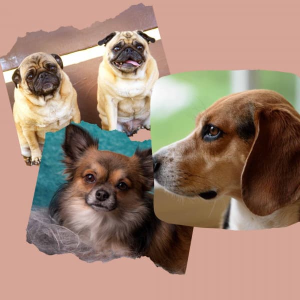 Dogs on Couch - Quiet - Dogs at Home