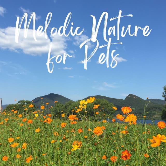 Piano Paws: Melodic Nature for Pets - Lost in Blue