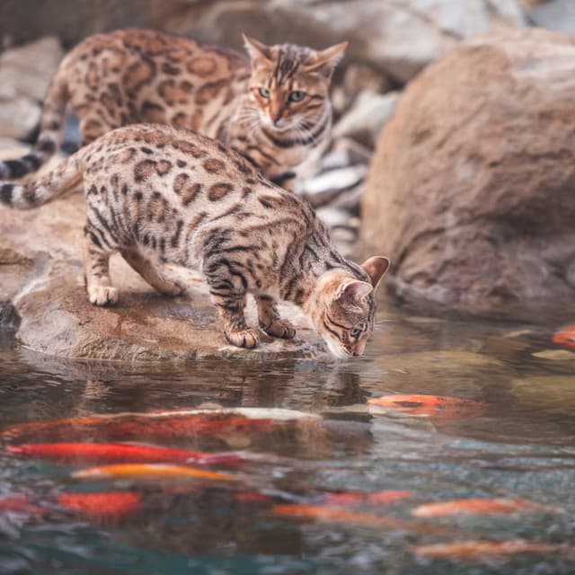 Music for Stress Relief: Flowing River's Cat Recitative - In The River (Sound FX)