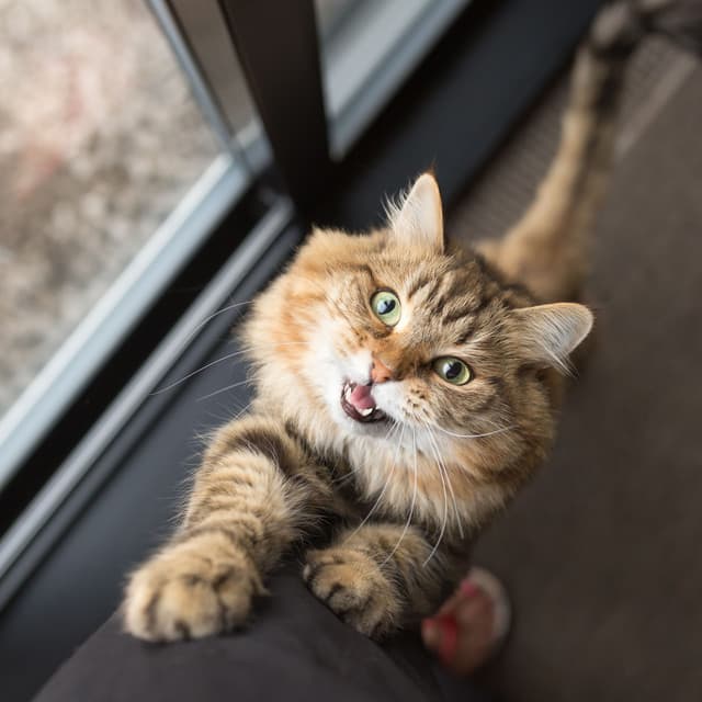 Gentle Lofi Meow: Calming Notes in the Company of Cats - LofiCentral