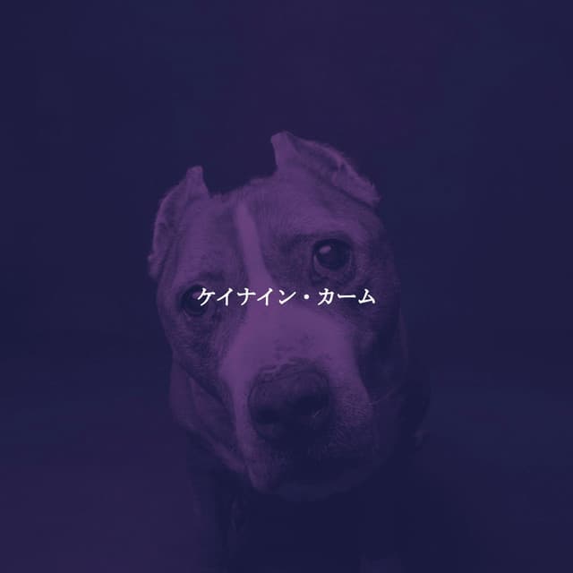 ケイナイン・カーム - Light Jazz & Coffee