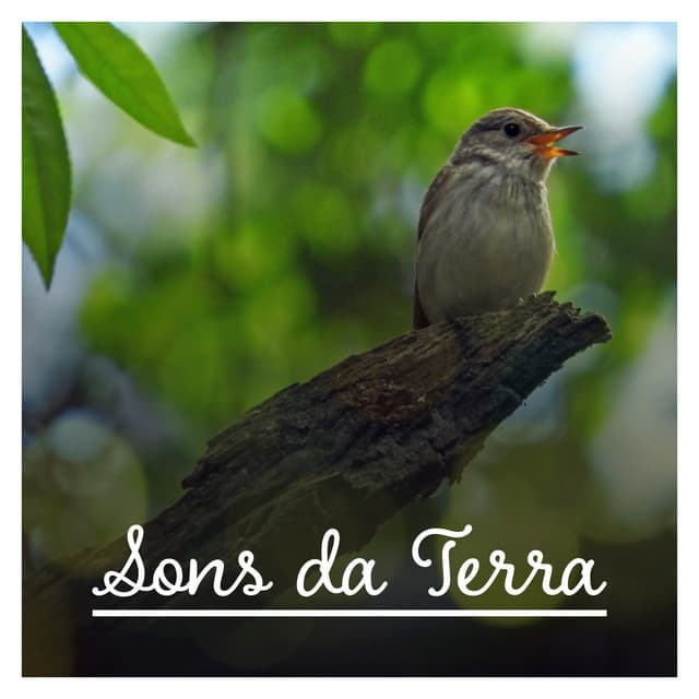 Sons da Terra - Relaxar, Meditar, Dormir Bem para as Crianças - Música Zen Relajante Conjunto