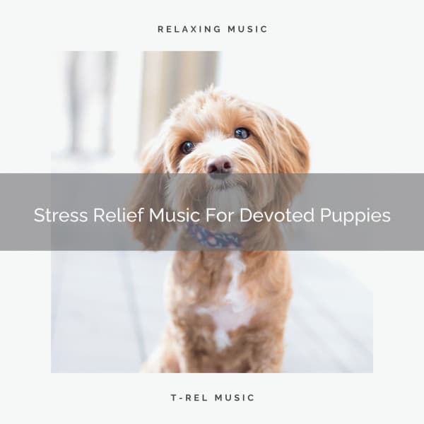 Stress Relief Music For Devoted Puppies - Sleep Dog