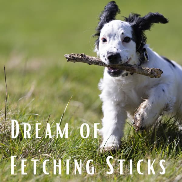 Dream of Fetching Sticks - Dog Radio 1