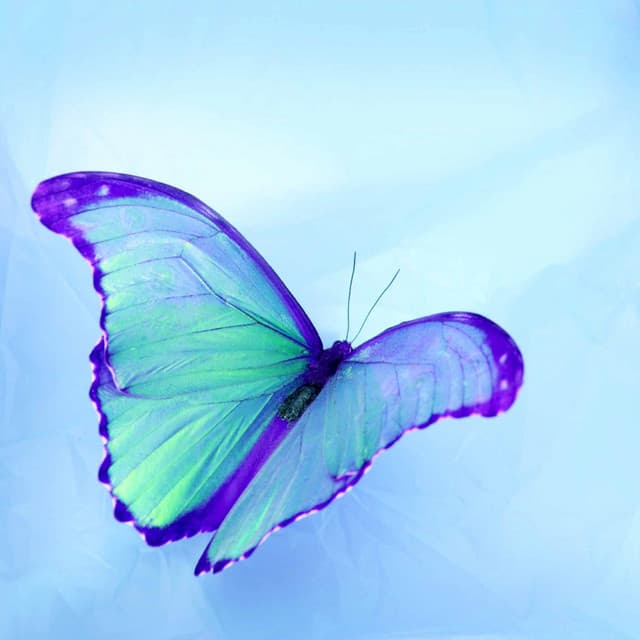 Successful Background Music for New Moods - Brunch Chillout Playlist