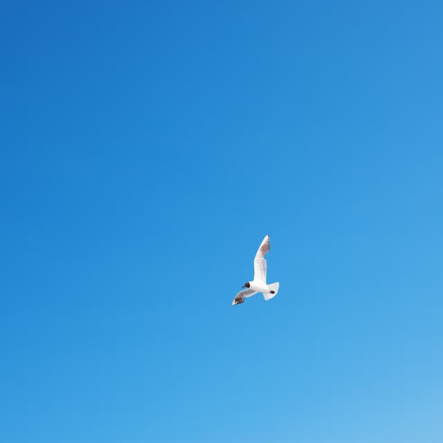 SOAR - Heavenly Realms