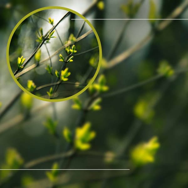 Peak Spa Therapy - Spa Music Playlist