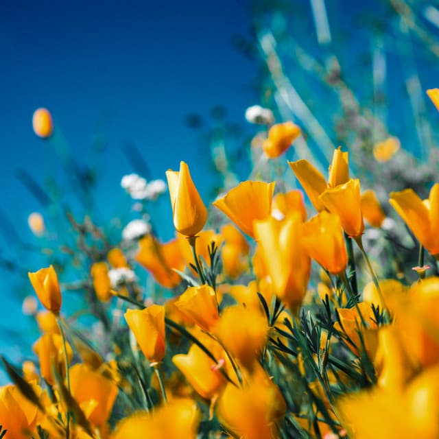 4 Seasons:Ambient Spring - Baltic Nature Sounds