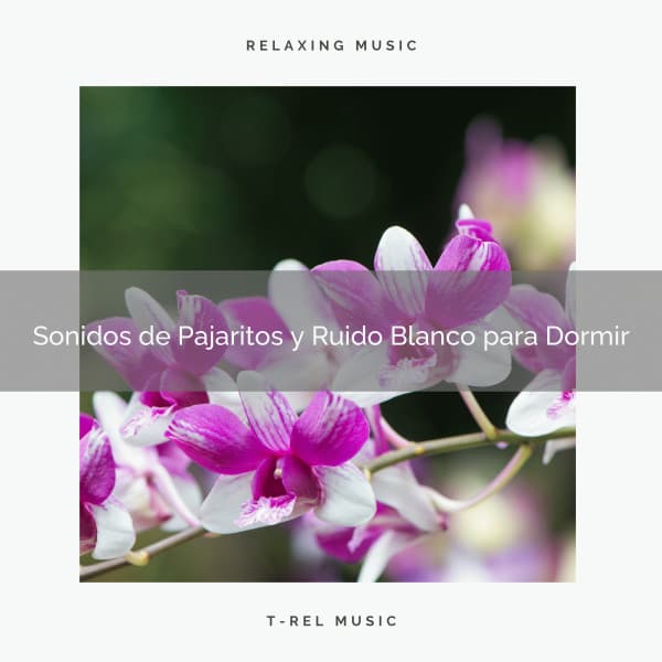 Sonidos de Pajaritos y Ruido Blanco para Dormir - Ruido Blanco Para Estudiar