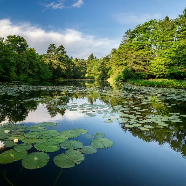 Music For Serene Times And Soft Reflections - Calm Music Masters Relaxation