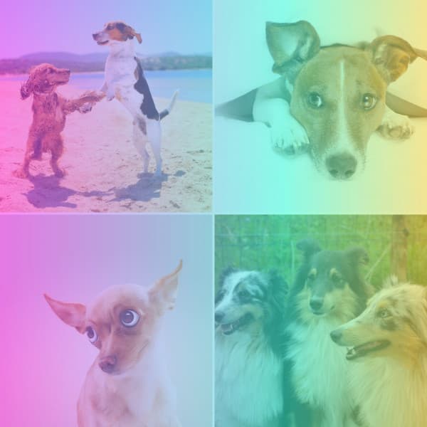 Music for Chilling Doggies - Trumpet Jazz - Relaxing Dog Music