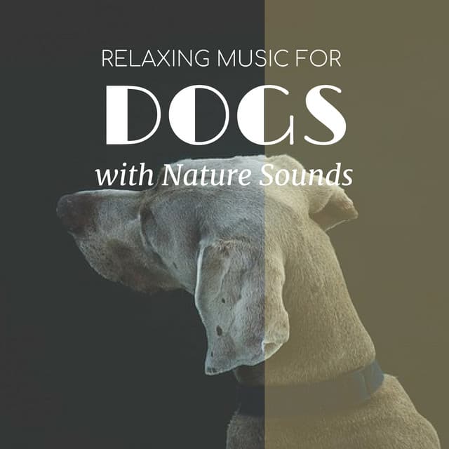 Relaxing Music for Dogs with Nature Sounds - Dog Bedtime