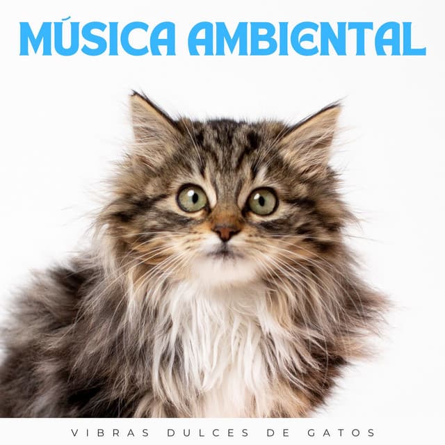 Música Ambiental: Vibras Dulces De Gatos - Estado de distracción