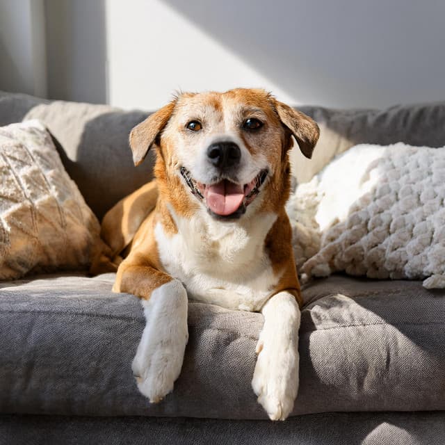 Ritmos De Ladrido: Melodías Para Perros - Sonidos de Refugio