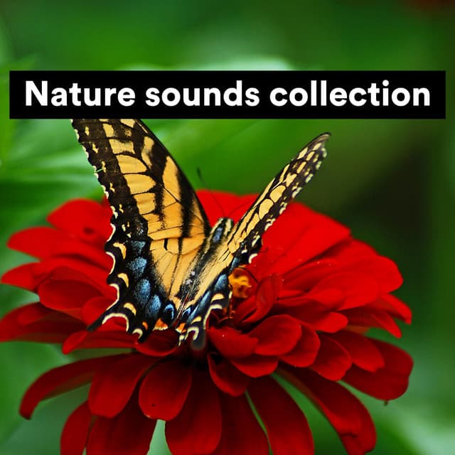 Nature Sounds Collection - Nature Sound Series