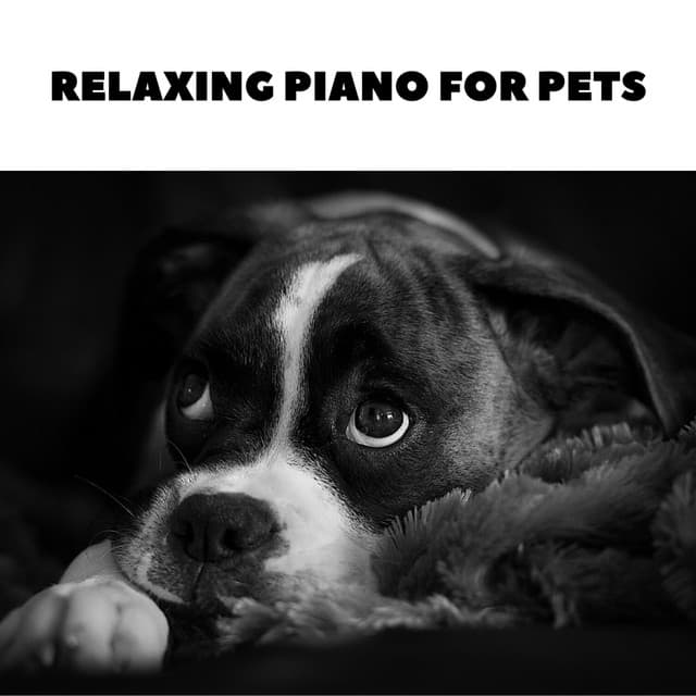 Sleepy Dog Songs - Relaxing Piano For Pets