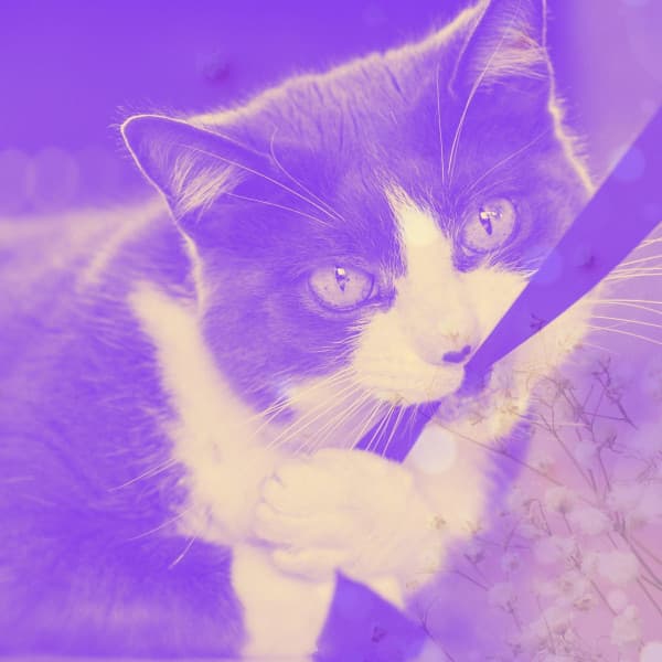 Vivacious Background Music for Relaxed and Lounging Cats - Relaxing Cat Music