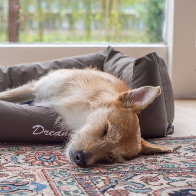 Dog Dreamscape: Peaceful Rain for Serene Doggie Dreams ASMR - Rain Sounds Lab