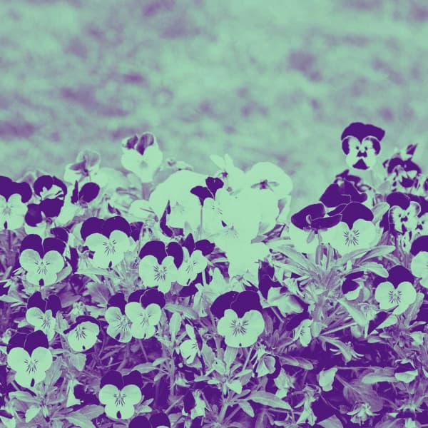 Lo-fi - Ambiance for Connected Images - Lo-fi Pop Sounds