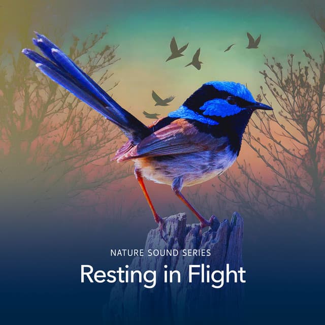 Resting in Flight - Nature Sound Series