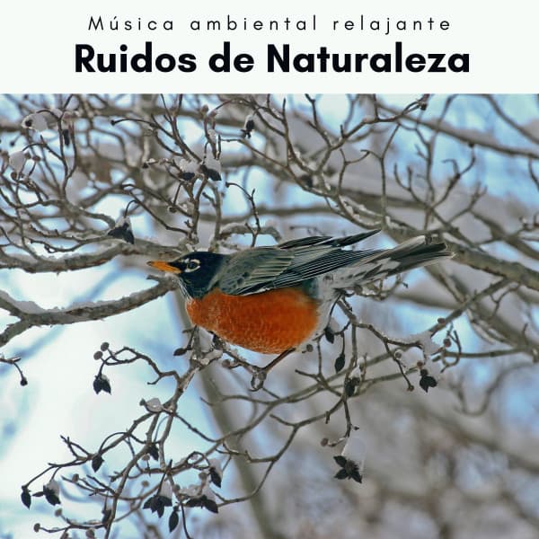 2 0 2 2 Ruidos de Naturaleza - Música ambiental relajante