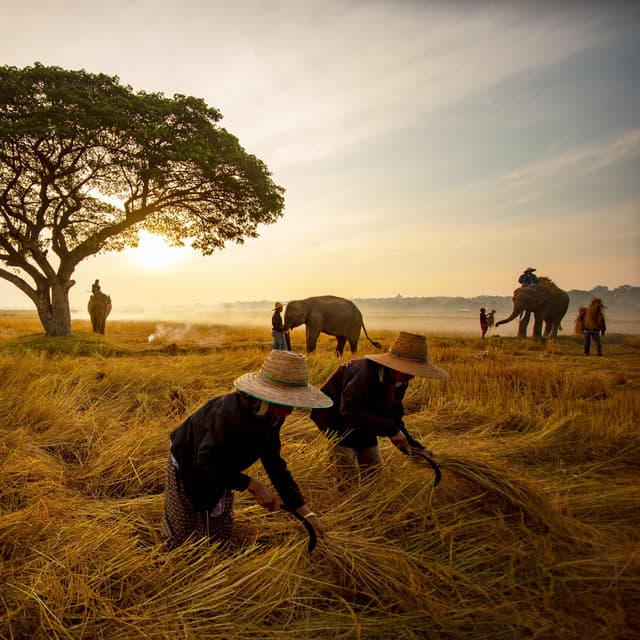 Mindful Nature Transcendence: A Binaural Soundscape for Intense Work - Peaceful Nature Sounds